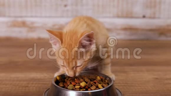 小猫吃干猫粮视频的预览图