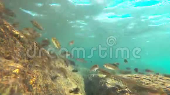 马拉维湖上五颜六色的鱼静态摄像机视频的预览图