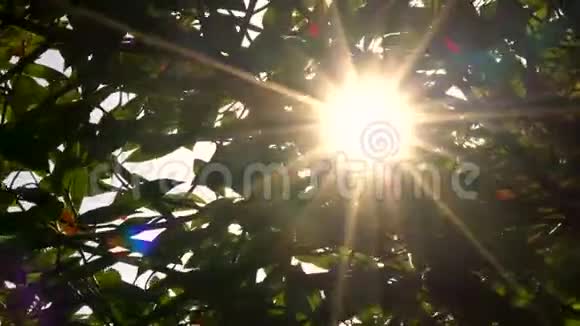 阳光明媚阳光透过红绿的树叶和树枝闪烁视频的预览图