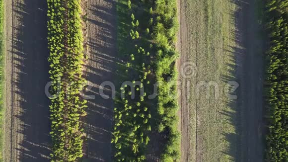 春天的一天一排排的小树在农田上4K视频240fps2160p视频的预览图