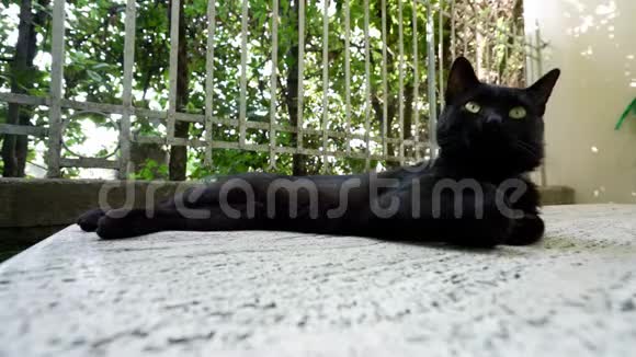 一只黑猫躺在石头上视频的预览图