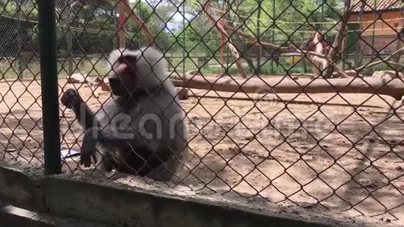 非洲地区动物园里的狒狒猴子视频的预览图