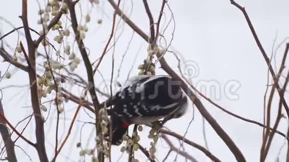 鸟类大斑点啄木鸟主要坐在树枝上吃野生浆果冬季阴天视频的预览图