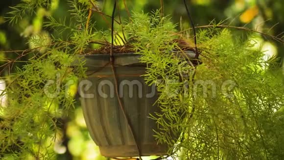 热带盆栽植物视频的预览图