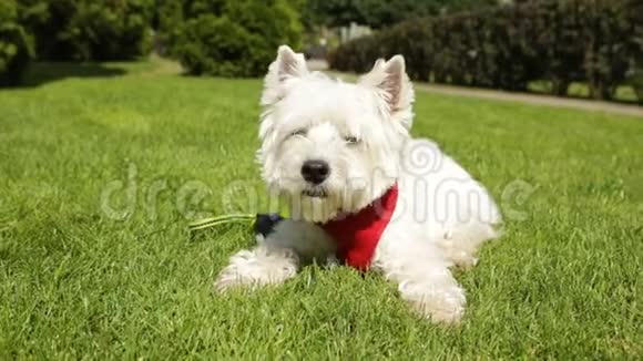 可爱的小狗西兰白里英在草地上享受日光浴夏日时光红色皮带视频视频的预览图