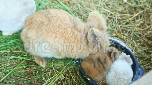 一只成年兔子和两只小兔子吃燕麦种子视频的预览图