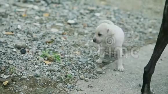 白色和黑色的小狗小跑接近孩子的腿视频的预览图