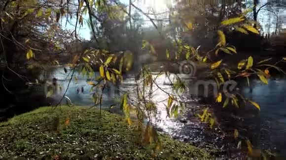 美丽的秋河景观五颜六色的黄色叶子和阳光视频的预览图