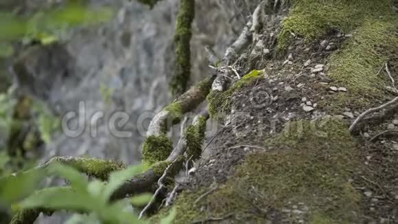 夏天悬崖边的森林里长满苔藓的老树的根视频的预览图