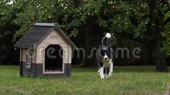 边境牧羊犬在草地上行走玩球狗屋慢动作视频的预览图