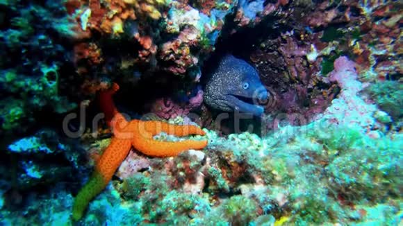 海底野生动物莫雷鳗和一颗在五颜六色的珊瑚礁中的海星视频的预览图