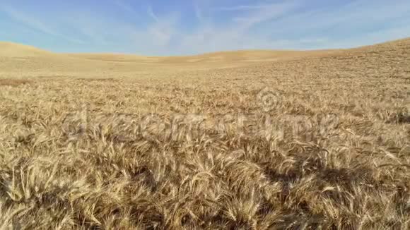在一个农民的田地里收割黄金小麦视频的预览图