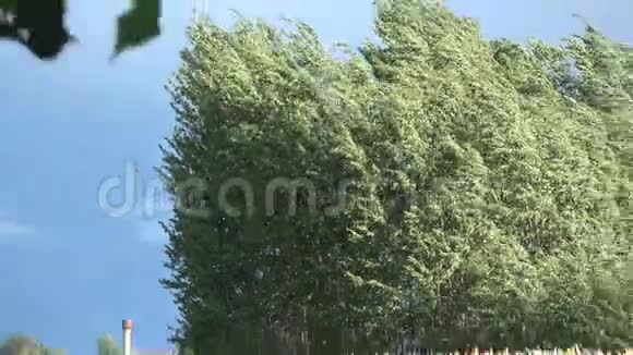 在成熟的麦田里伴有白杨树的晚风视频的预览图