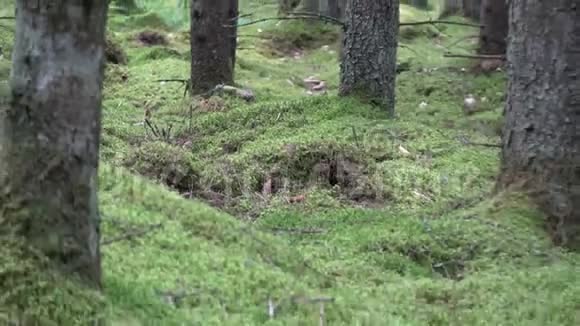野杉林和树干上的绿苔地毯视频的预览图