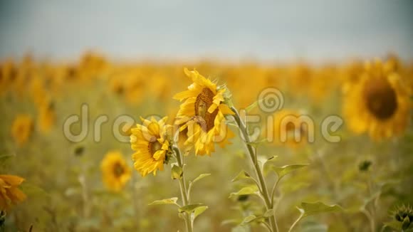 一朵明亮的黄色向日葵生长在田野上蜜蜂坐在花上视频的预览图