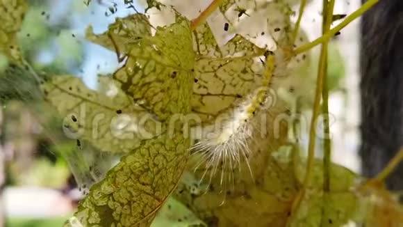 落叶虫毛毛虫在枫树上的慢动作视频的预览图