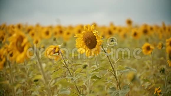 一朵黄色的向日葵生长在田野上蜜蜂坐在花上视频的预览图