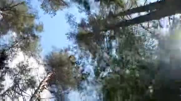 天气晴朗的森林视频的预览图