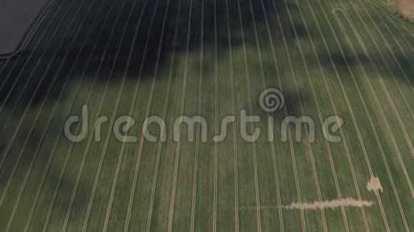 年轻的油菜花田无人驾驶飞机射击欧洲拉脱维亚视频的预览图