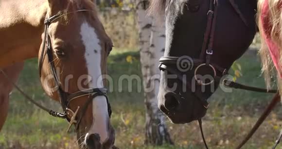 在阳光明媚的秋林中特写两张马脸棕色和黑色的优雅动物站在户外阳光下视频的预览图