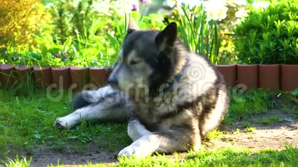 灰色的哈士奇狗躺在草地上视频的预览图