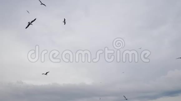 夏天鸟儿成群结队地飞在天空乌云密布视频的预览图