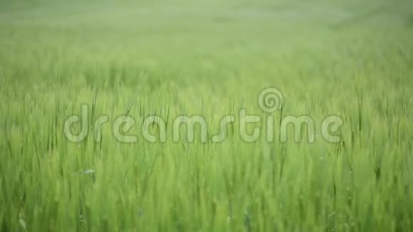 绿色的麦田在戏剧性的多云天空下生长在农田上的年轻小麦作物农业和粮食生产G视频的预览图