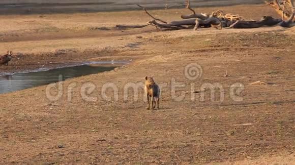 孤独的斑点海娜克罗卡塔笑着土狼看了一眼走在靠近卢昂瓦河的沙子里视频的预览图
