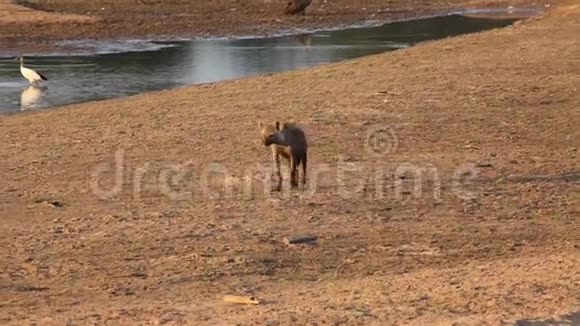 孤独的斑点海娜克罗卡塔笑着土狼看了一眼走在靠近卢昂瓦河的沙子里视频的预览图