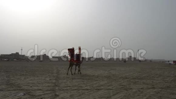 卡拉奇克利夫顿海滩拖拉机骆驼视频的预览图