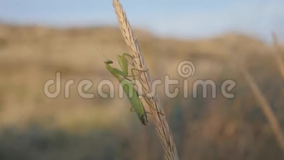 昆虫在它们的自然栖息地螳螂坐在成熟的花序上视频的预览图