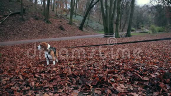 那条狗正坐在公园的树叶上视频的预览图