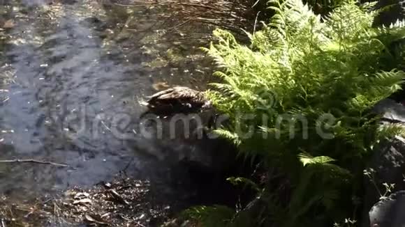 小鸭子在新鲜的蕨类植物下靠近妈妈游泳视频的预览图