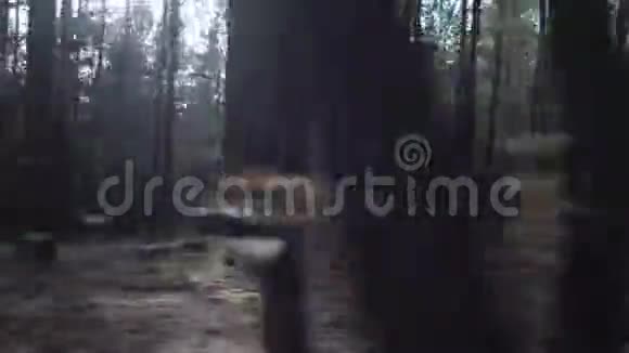 青少年在松林上短跑视频的预览图