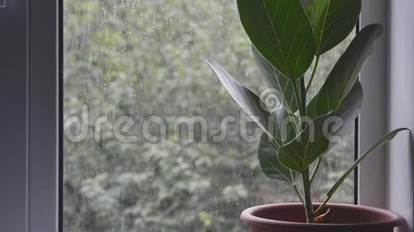 窗外阴雨天气恶劣的花盆中的榕树视频的预览图