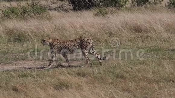 猎豹美洲豹成人步行穿过萨凡纳马赛马拉公园在肯尼亚视频的预览图
