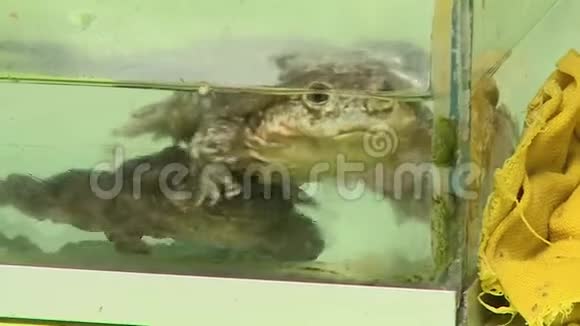 两只蟾蜍在水族馆里游泳视频的预览图