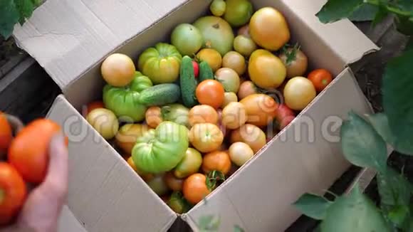 农夫放了一盒蔬菜番茄农产品有机作物视频的预览图