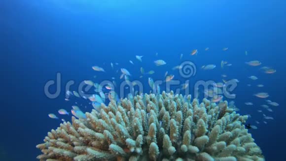 热带水下蓝绿鱼视频的预览图