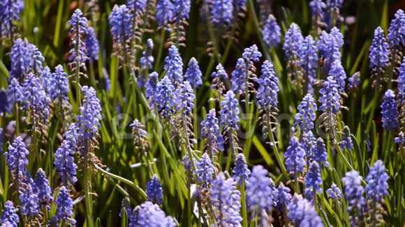许多蜜蜂和蓝色麝香花在花园里盛开视频的预览图