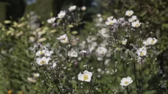 在靠近山的格鲁吉亚田野里的白色花朵视频的预览图