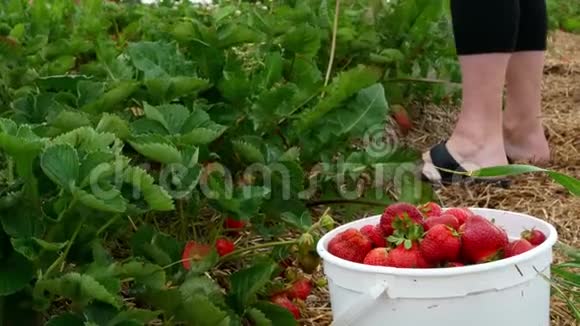 一个女人的手采摘新鲜成熟的草莓并堆在一堆装满桶视频的预览图