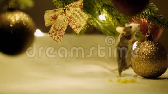 一只好奇的灰老鼠在圣诞树的树枝上吃着触球和奶酪视频的预览图