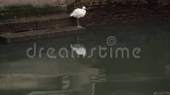 威尼斯的白鸟坐在水边视频的预览图
