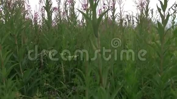 伊万泰亚在田野里绽放一种多年生植物是柳树科植物之一视频的预览图