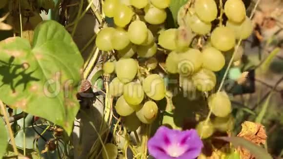 雄手从葡萄树上摘下一串成熟的葡萄视频的预览图
