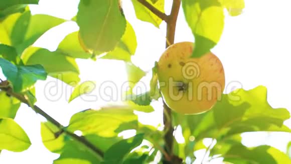 在阳光明媚的夏天雌性手从树上摘苹果视频的预览图