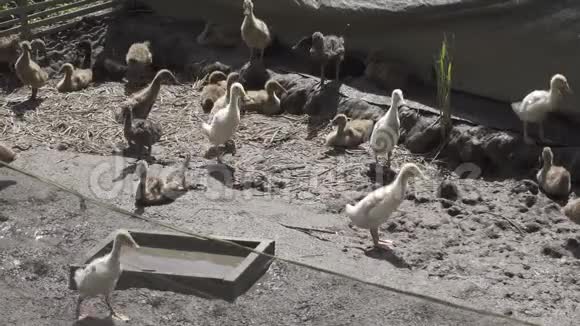 巴厘岛农场的家鸭视频的预览图