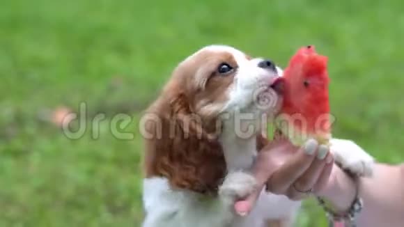 可爱的公鸡猎犬在公园里吃西瓜视频的预览图