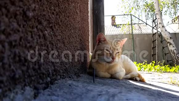 夏日的姜猫在靠近房子的石头地板上休息背景是有烟囱和树的农村房子视频的预览图